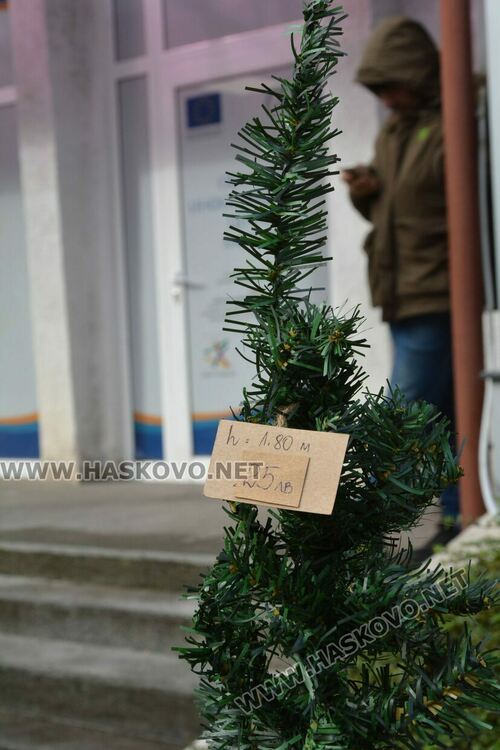Първите живи елхи вече са на пазара в Хасково