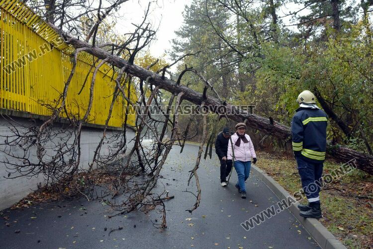 Огромен бор падна върху оградата на хасковския стадион