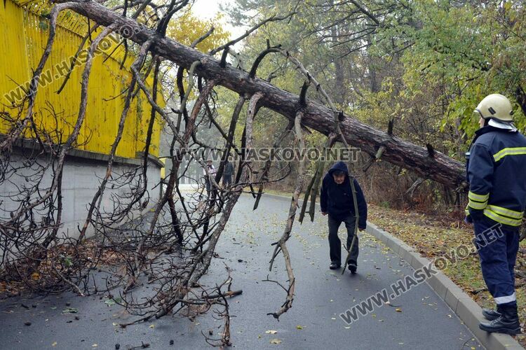 Огромен бор падна върху оградата на хасковския стадион