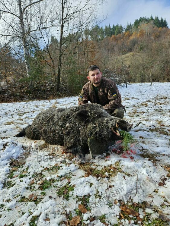 След двучасова гонитба отстреляха трофеен глиган при Долно Прахово,точен мерник за младия ловец Олчай Мухидин