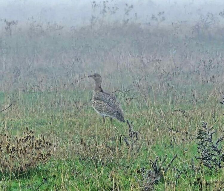 снимка БДЗП, наблюдаваната край Стамболово птица