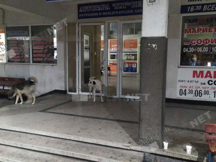 Глутници бездомни кучета посрещат рано сутрин гостите на Кърджали на Автогарата
