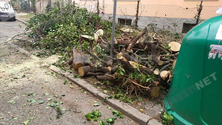 Отсякоха две дървета в центъра на Кърджали под претекст ,че са опасни,никой не реагира