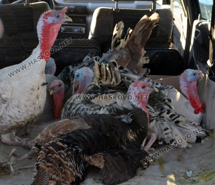 Пуйките за коледната трапеза са 10 лв. за килограм в Хасково