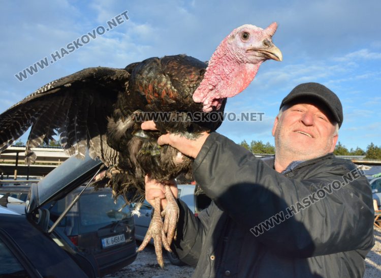 Пуйките за коледната трапеза са 10 лв. за килограм в Хасково
