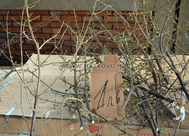 Бивша авиаторка продава ръчно изработени сурвачки в Хасково