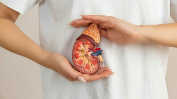 Храни и билки, които детоксикират бъбреците