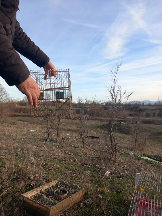 Откриха незаконно отглеждани защитени птици в жилище в Асеновград 