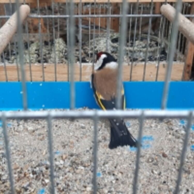 Откриха незаконно отглеждани защитени птици в жилище в Асеновград 