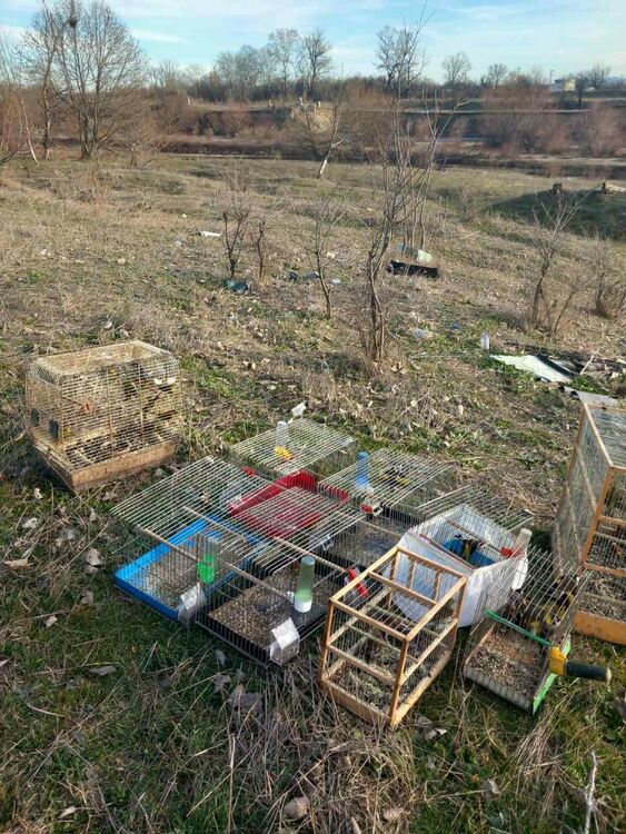 Откриха незаконно отглеждани защитени птици в жилище в Асеновград 