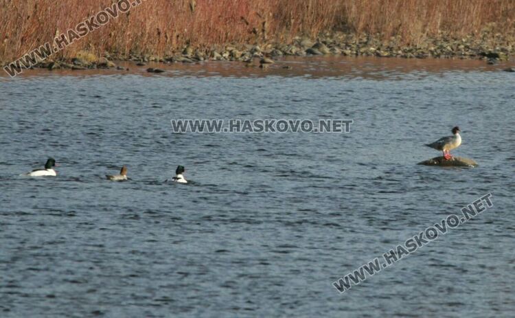 Повече птици от повече видове регистрираха орнитолозите в източните Родопи