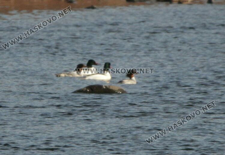 Повече птици от повече видове регистрираха орнитолозите в източните Родопи