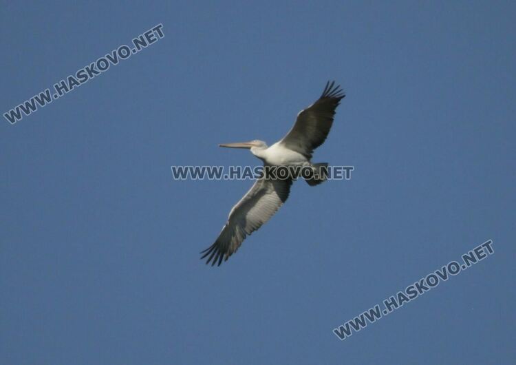 Повече птици от повече видове регистрираха орнитолозите в източните Родопи