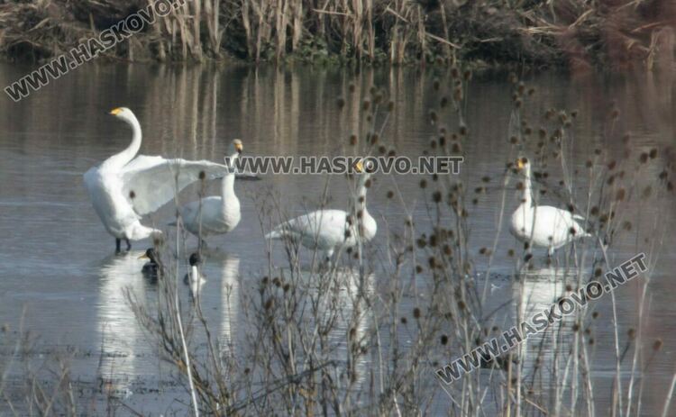 Снимки: Иво Ангелов/БДЗП & Деси Костадинова/По-диви Родопи