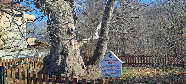 170 са обявените за вековни дървета на територията на ЮЦДП-Смолян