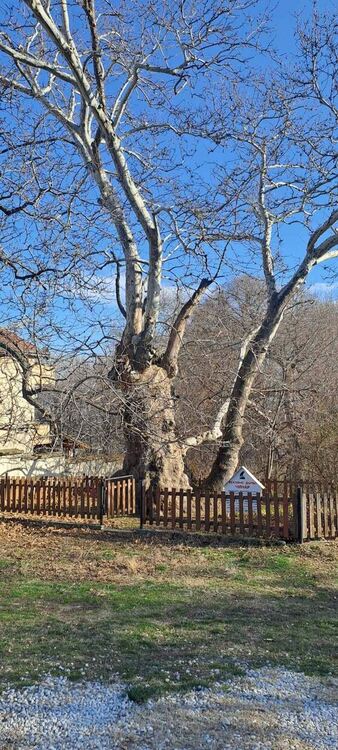 170 са обявените за вековни дървета на територията на ЮЦДП-Смолян