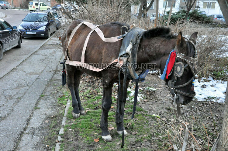 Мъж пострада при катастрофа между лек автомобил и каруца