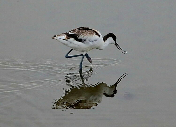 Интересни видове са регистрирани в Първомайско по време на зимното преброяване на водолюбивите птици