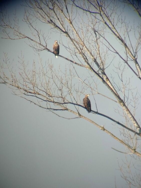 Морски орли