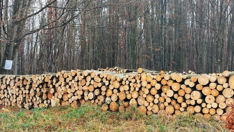 Започва приемът на Заявления за дърва за огрев за 2024 г.