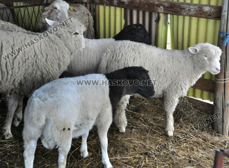 Задържаха четирима за кражба на овце, двама задигнали велосипеди