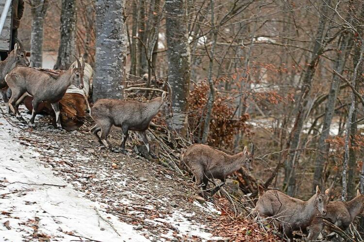 Стадо алпийски козирози ще отглеждат на територията на ДЛС „Кормисош“