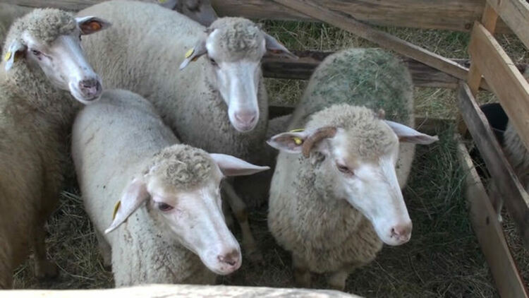 Хванаха двама за кражба на шилета, 16-годишен задигна оръжие в Хасково