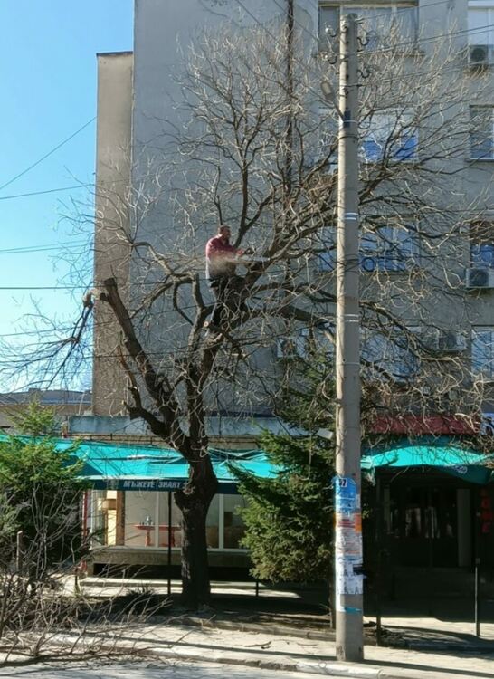 ЕВН реже клоните на дървета, преплетени с жиците