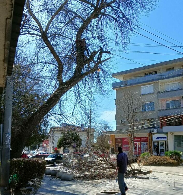 ЕВН реже клоните на дървета, преплетени с жиците