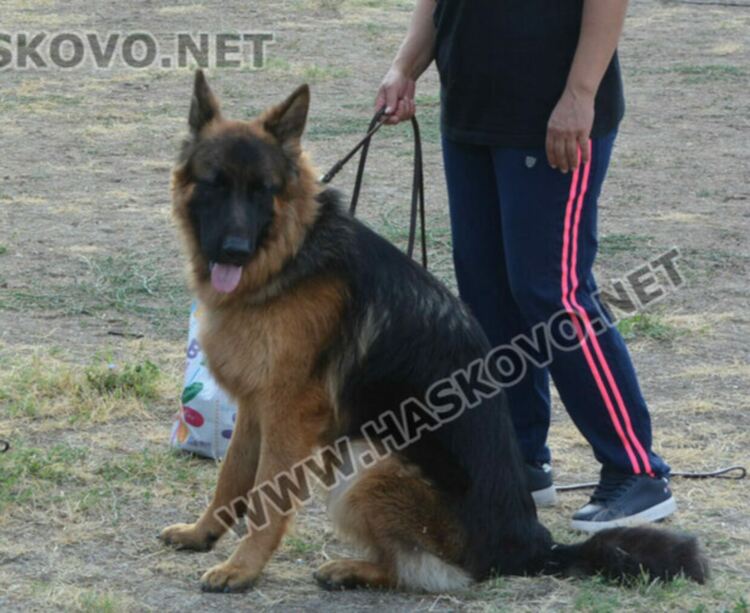 Хванаха деца за кражба на Немска овчарка