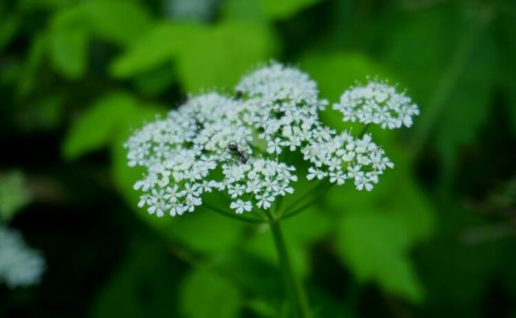 Angelica acutiloba е многогодишно тревисто растение от семейство Сенникоцветни (в същото семейство са морковите или магданоза). Разпространено е предимно в Япония и може би е ендемично (уникално). Сега е широко разпространено и се култивира в Китай, Корея, Тайван и Индонезия. Използва се в традиционната японска и китайска медицина
