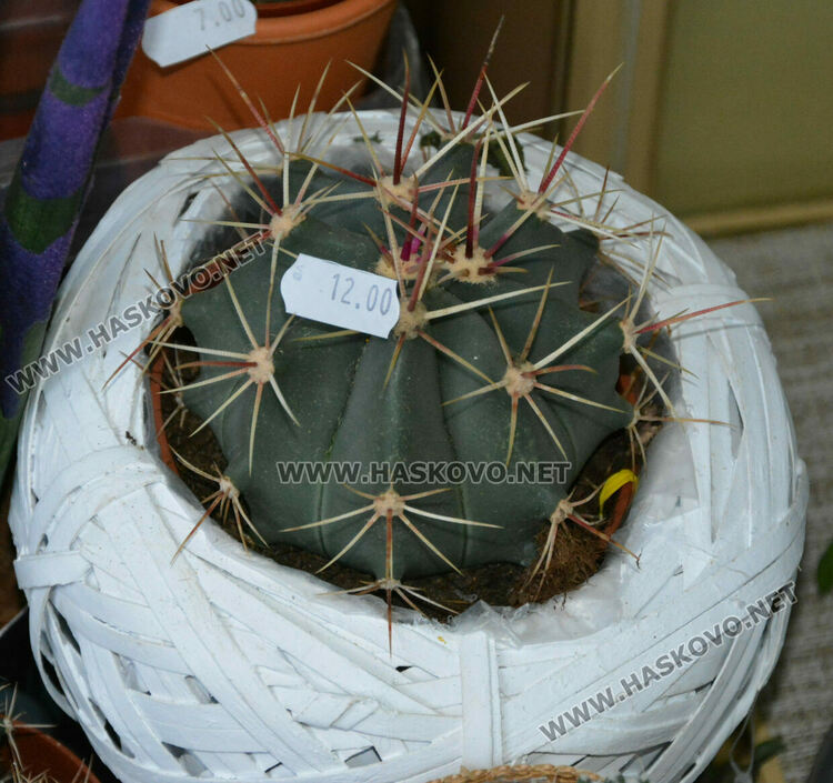 Класиката се завърна: Червено и черно със златно-хит в декорацията на подаръците за Деня на влюбените