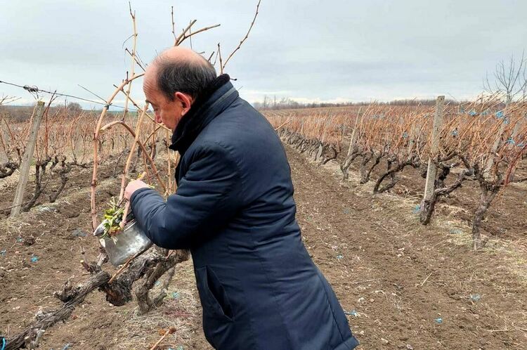 Асеновград отпразнува Трифон Зарезан 