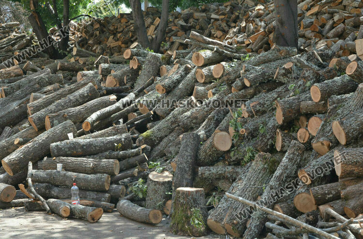 Започва записването за дърва за новия отоплителен сезон