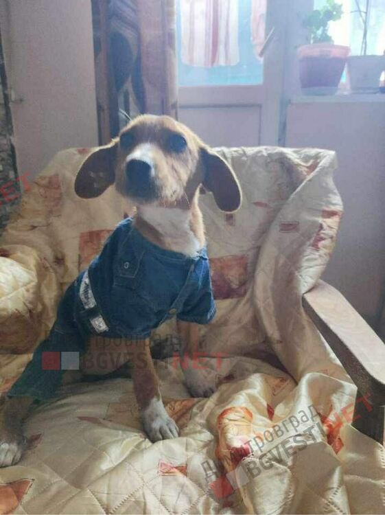 4 -месечно кученце търси своя дом