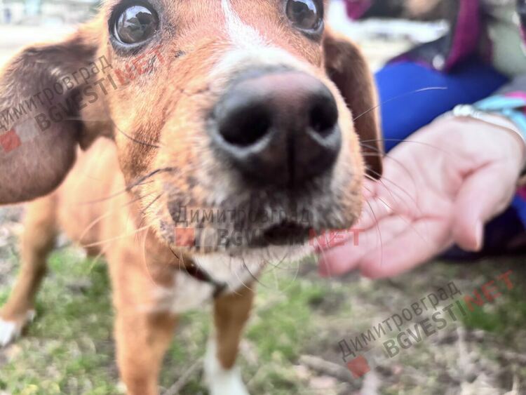 4 -месечно кученце търси своя дом