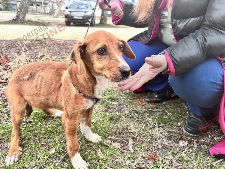 4 -месечно кученце търси своя дом