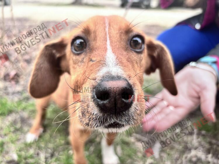 4 -месечно кученце търси своя дом