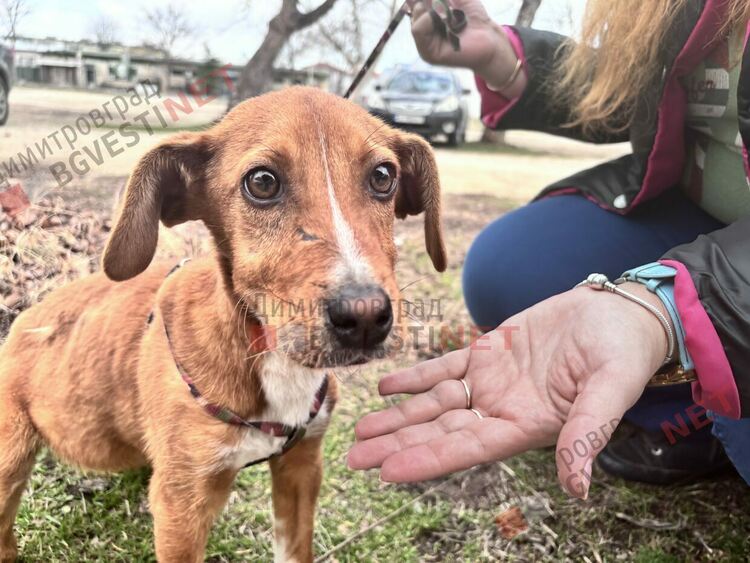 4 -месечно кученце търси своя дом