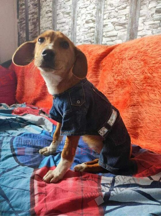 4 -месечно кученце търси своя дом