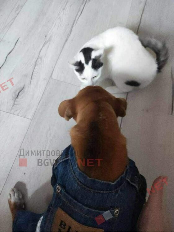 4 -месечно кученце търси своя дом