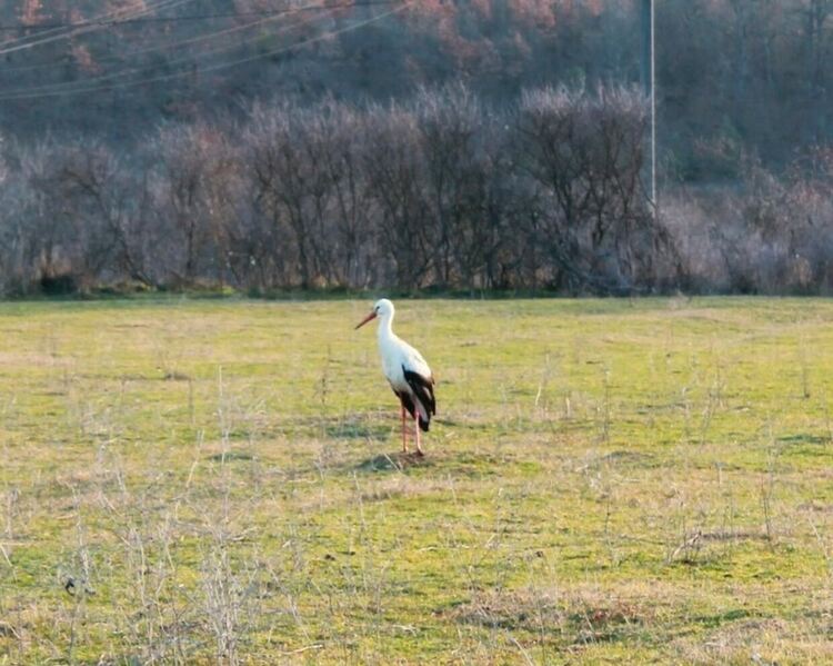 снимки:  къща за гости "Старото гнездо"
