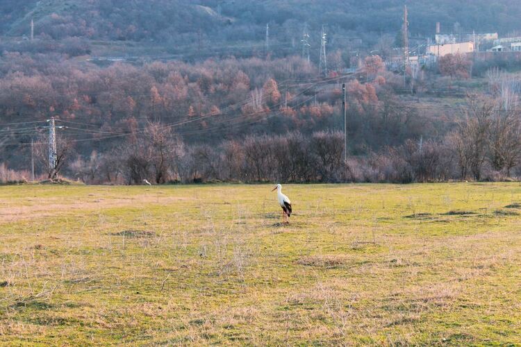 В Маджарово се радват на първия щъркел в района