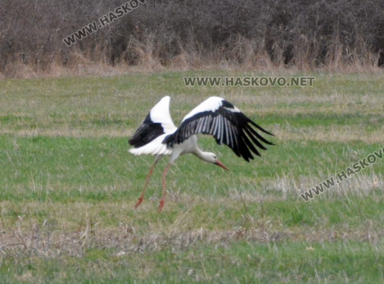 Топлите зими оставят щъркелите по родните им места