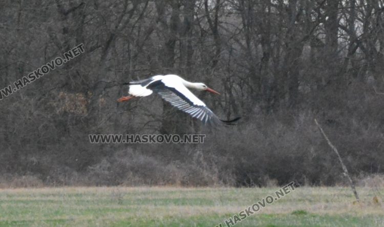 Топлите зими оставят щъркелите по родните им места