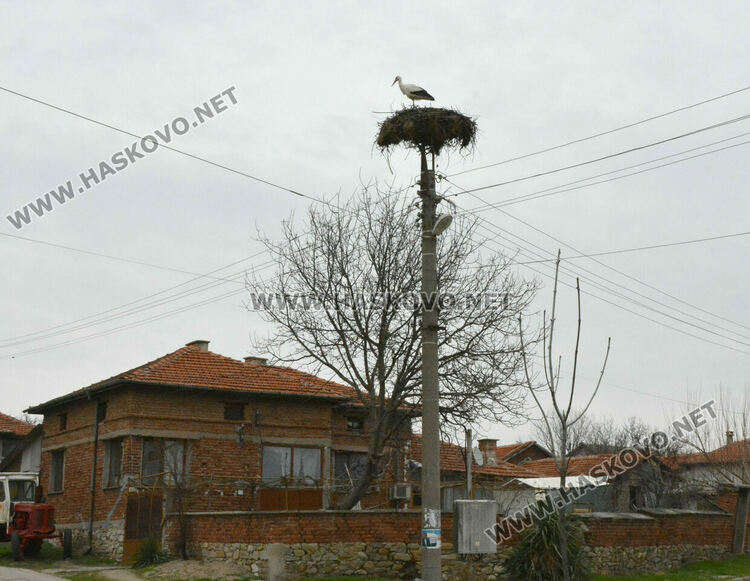 Топлите зими оставят щъркелите по родните им места