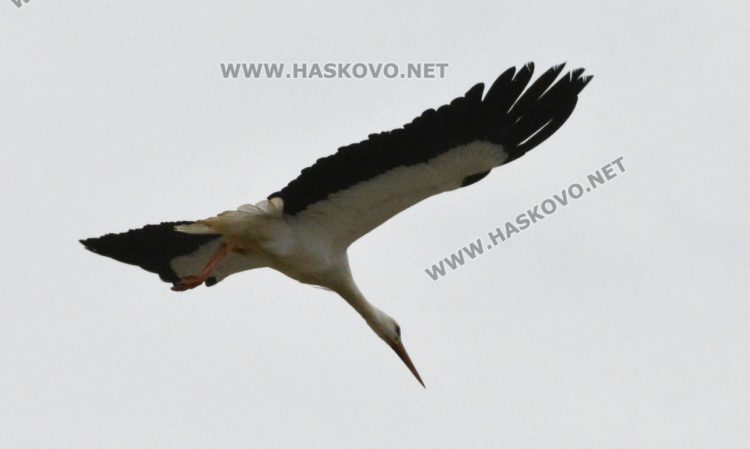 Топлите зими оставят щъркелите по родните им места