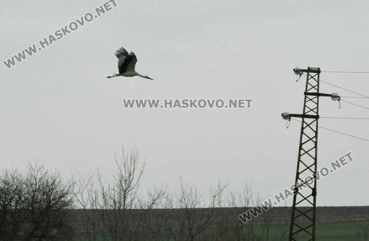 Топлите зими оставят щъркелите по родните им места