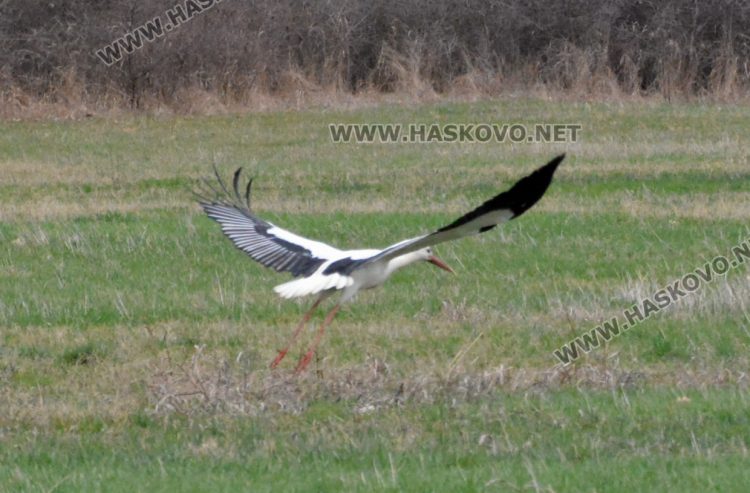 Топлите зими оставят щъркелите по родните им места