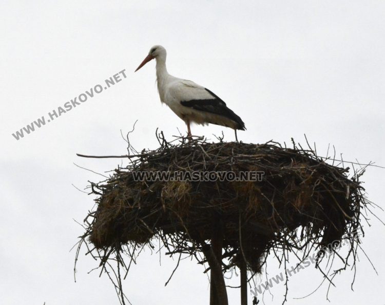 Топлите зими оставят щъркелите по родните им места